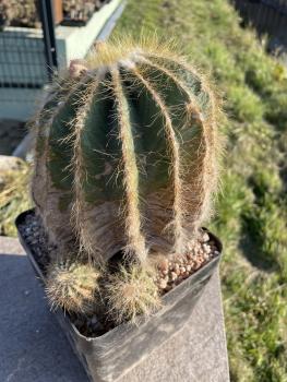 NNotocactus magnificus hellbraun